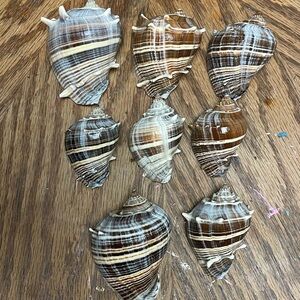 Natural Brown and Cream Sea Shell Decor Set